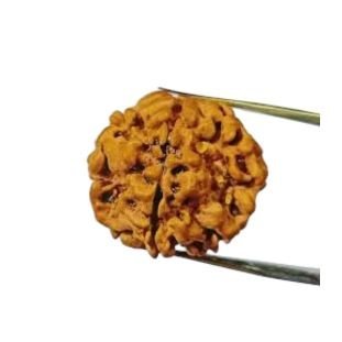 1 Mukhi Nepali Premium