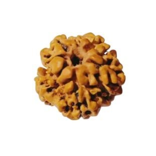 1 Mukhi Nepali Unique