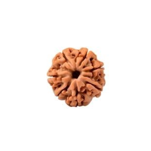 7 MUKHI RUDRAKSHA Unique