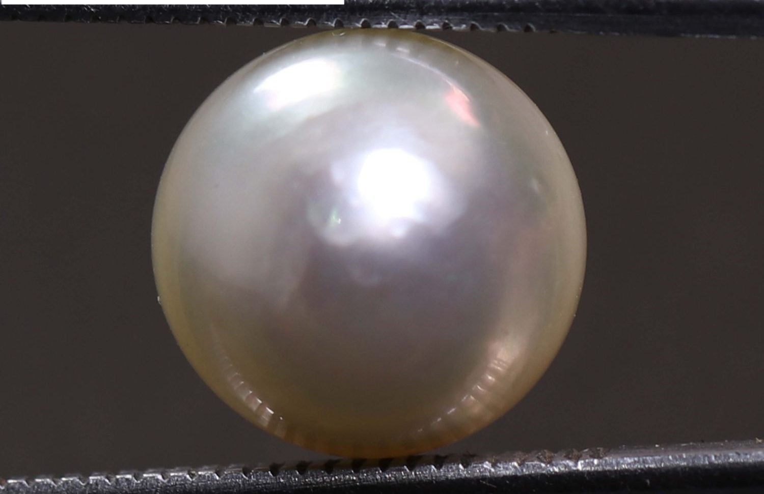 PEARL 7.2 Ct.